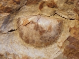 Brachiopod